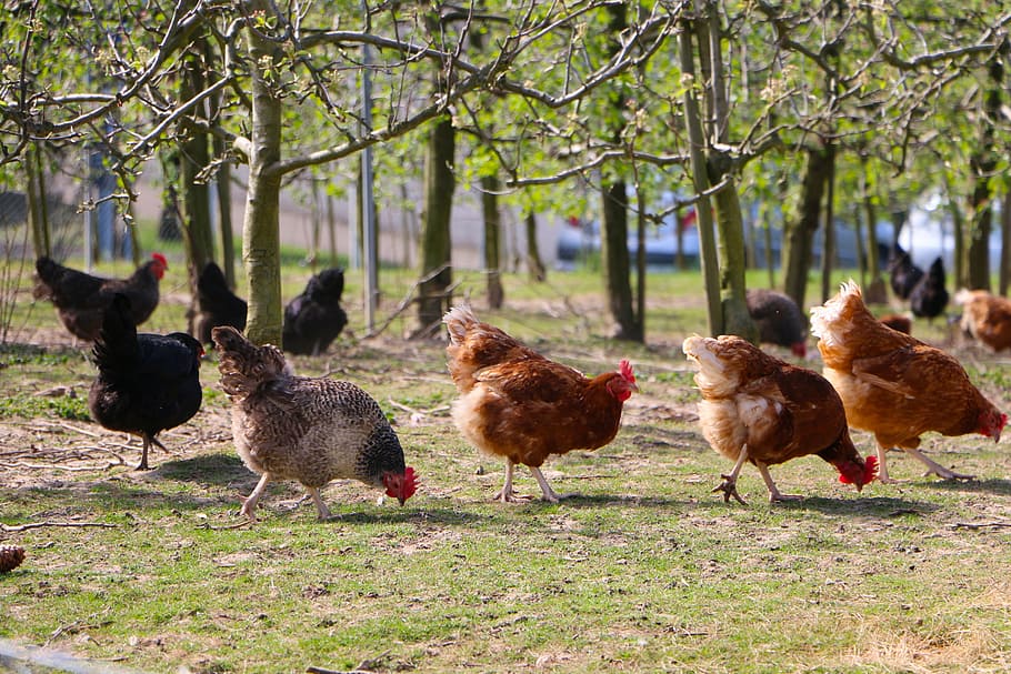 flock of brown and black hens near green leaf plants during daytime, HD wallpaper