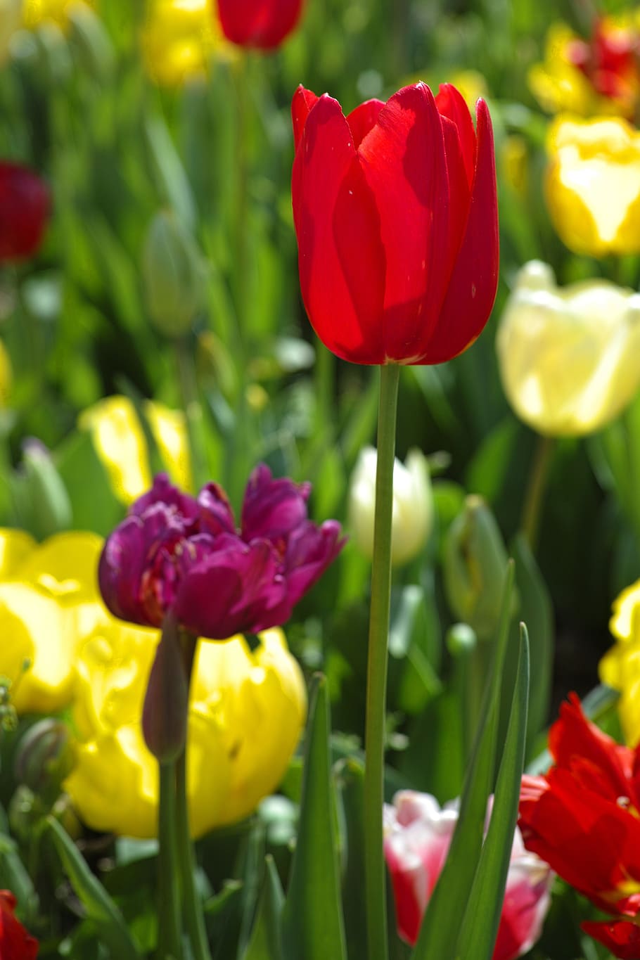 tulips, red, yellow, chan, flower picture, tulips arrayed, red tulips HD wallpaper