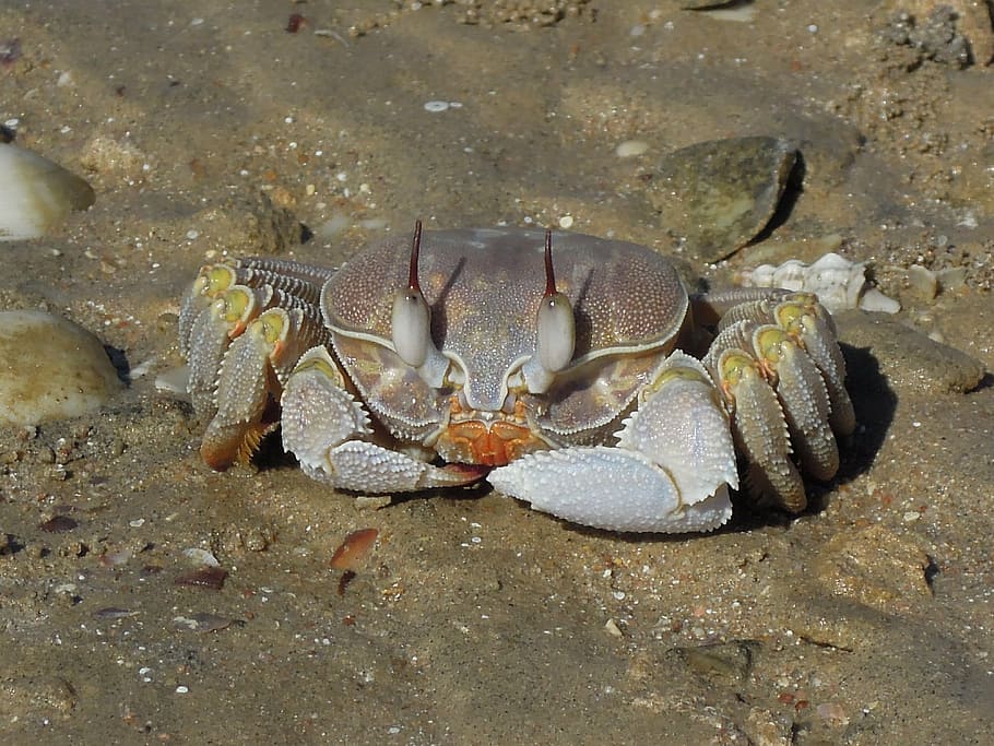 beach, sand, crab, animal themes, animal wildlife, sea, animals in the wild HD wallpaper