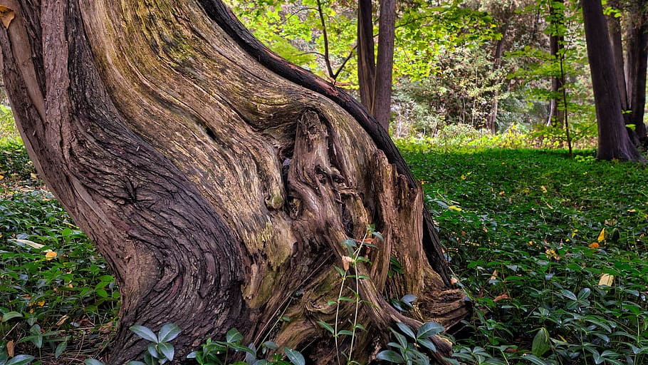 Tree Trunk Surrounded by Green Grass, forest, nature, outdoors HD wallpaper