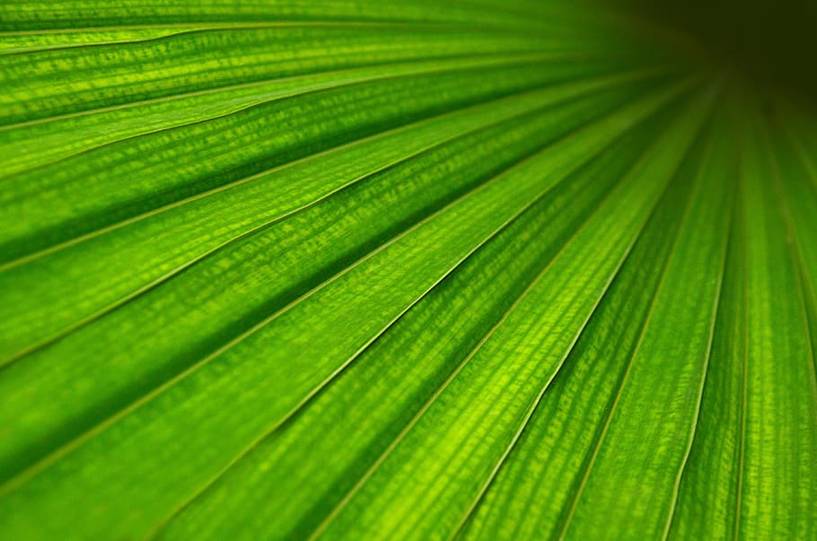 sheet, green, structure, detail, macro, plant, texture, background HD wallpaper