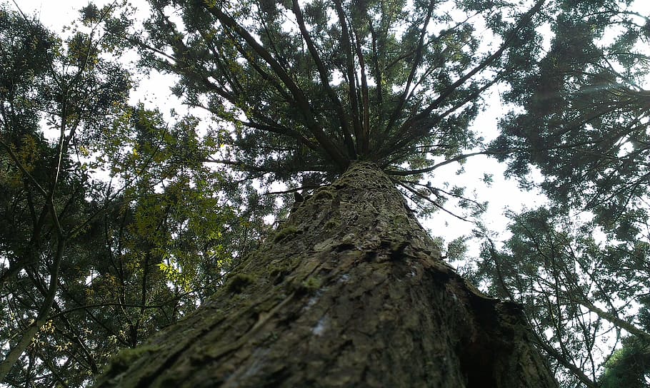 tree, pine tree, look up, shade, green, sunshine, fresh, nature HD wallpaper