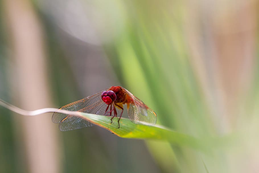 dragonfly, red dragonfly, macro, close, wing, nature, wildlife photography HD wallpaper