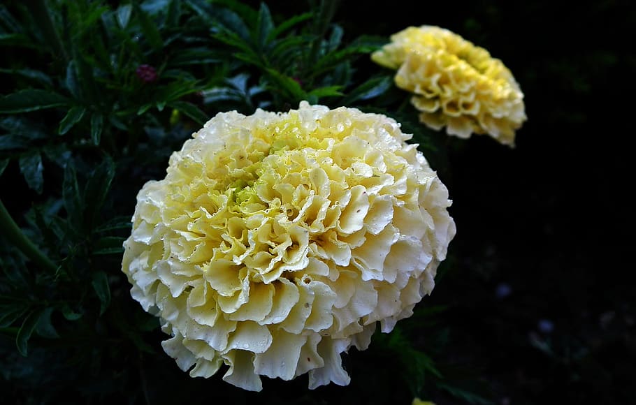 flower, marigold, white, garden, macro, spring, plant, growth HD wallpaper