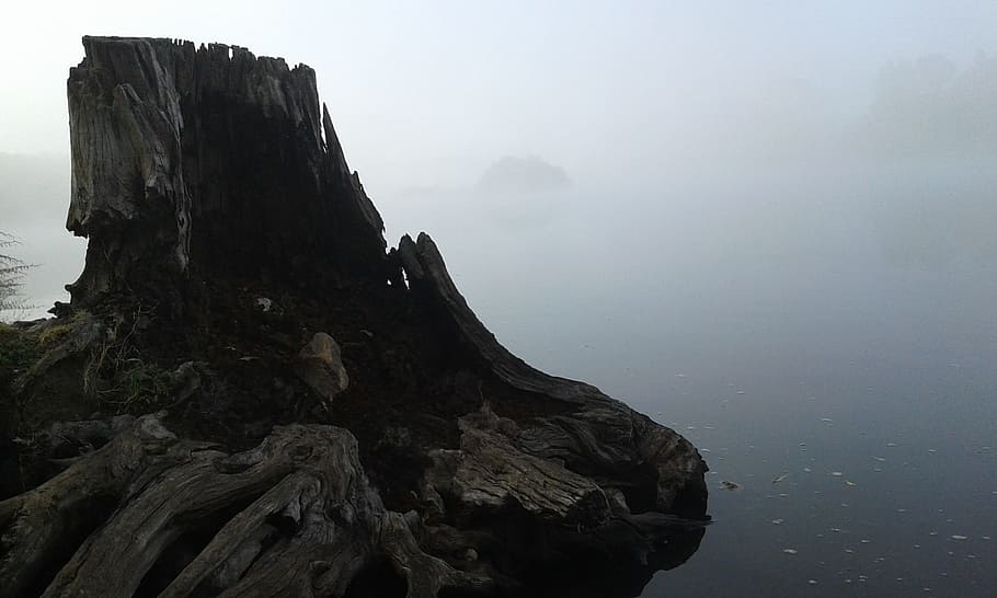 Mist, River, Tree, Weather, Outdoors, water, scenic, nature HD wallpaper