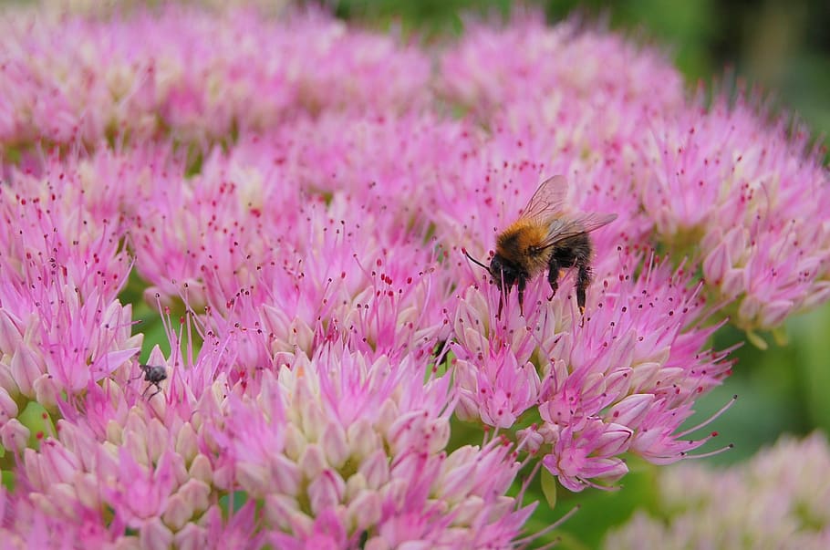 bee, flower, pollen, insect, flowering plant, invertebrate HD wallpaper