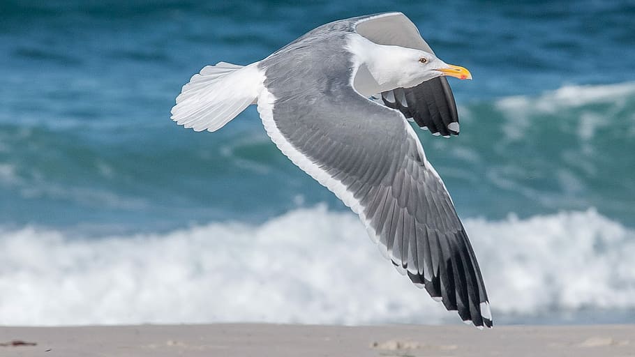 white and gray seagull flying near seashore, white and gray bird flying above seashore at daytime HD wallpaper