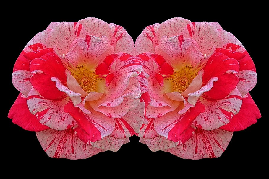 roses, multi coloured, pink, rose bloom, flowers, beauty, fragrance HD wallpaper