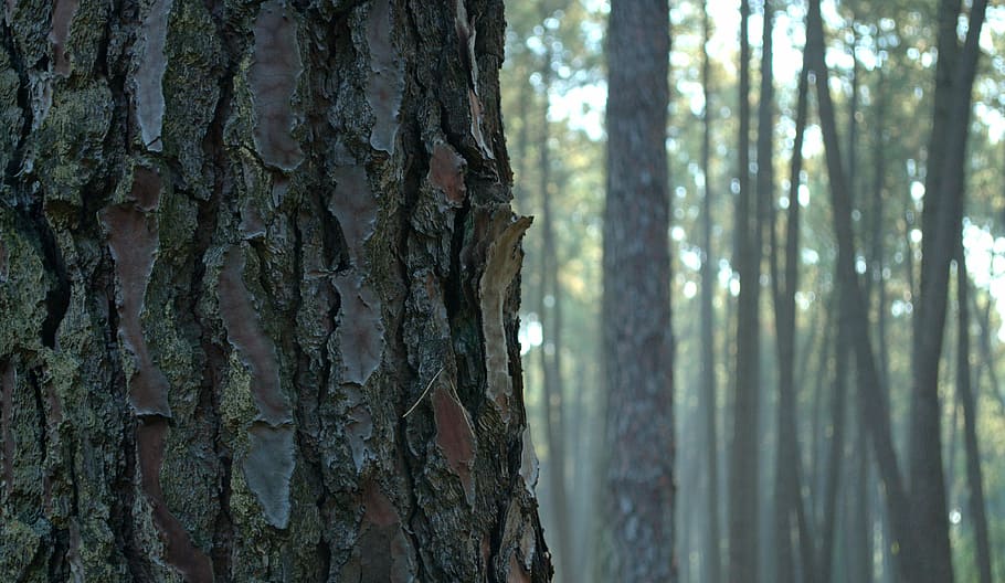 tree, trunk, mist, tree trunk, wood, nature, plant, land, growth HD wallpaper