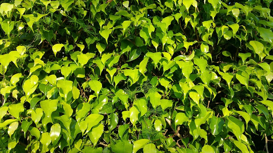 leave's, green, nature, leaf, growth, lush, bright, green color HD wallpaper