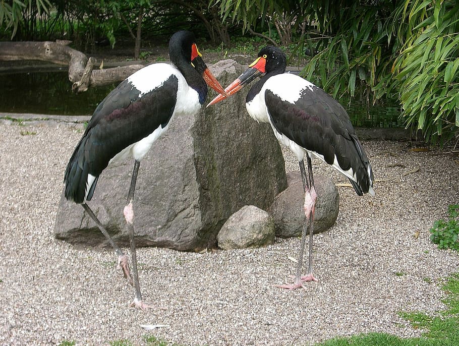stork, stork type, saddle stork, bird, storks, birds, ephippiorhynchus senegalensis HD wallpaper