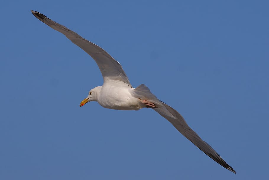 Gull, Flight, Bird, Fly, Seagull, sky, water bird, wing, nature HD wallpaper