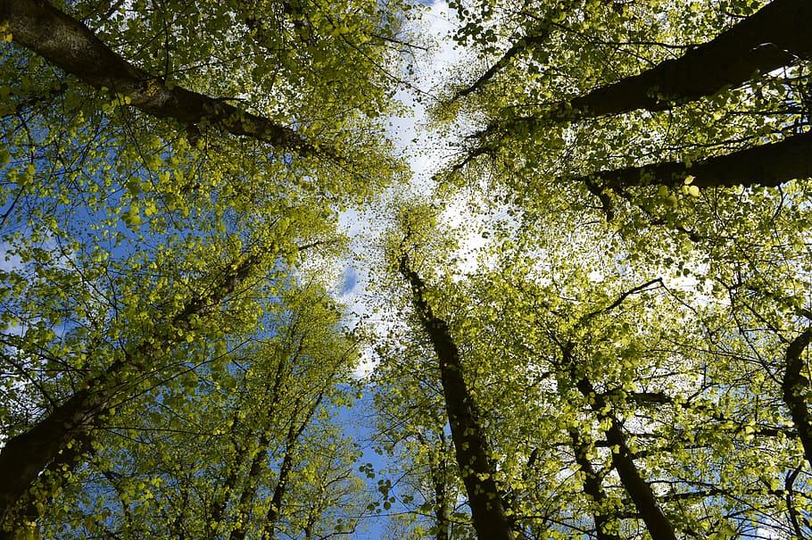 crown, trees, forest, branches, sky, natural, tree trunks, leaves HD wallpaper