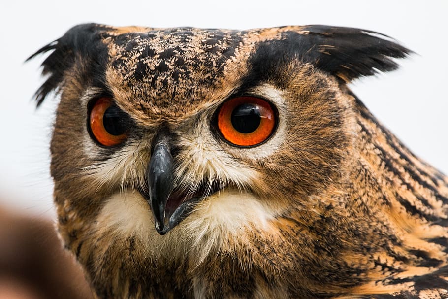 brown and black owl, eagle owl, bubo bubo, bird, feather, nature HD wallpaper