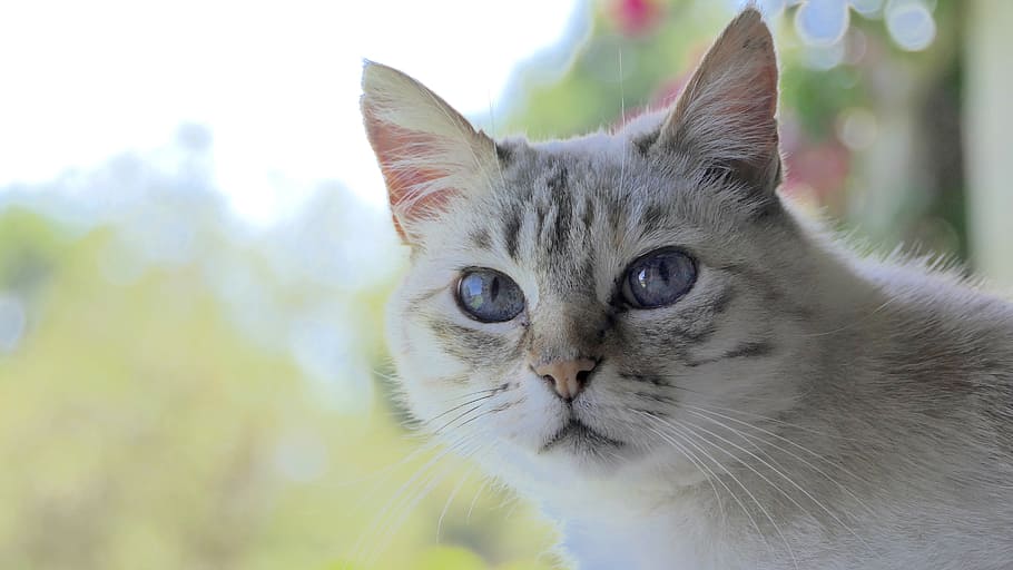 short-fur gray cat close-up photography, head, cute, white grey HD wallpaper