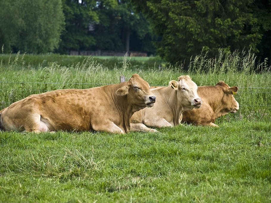 Agriculture, Animals, Cattle, Cows, ruminant, meadow, milk cow HD wallpaper