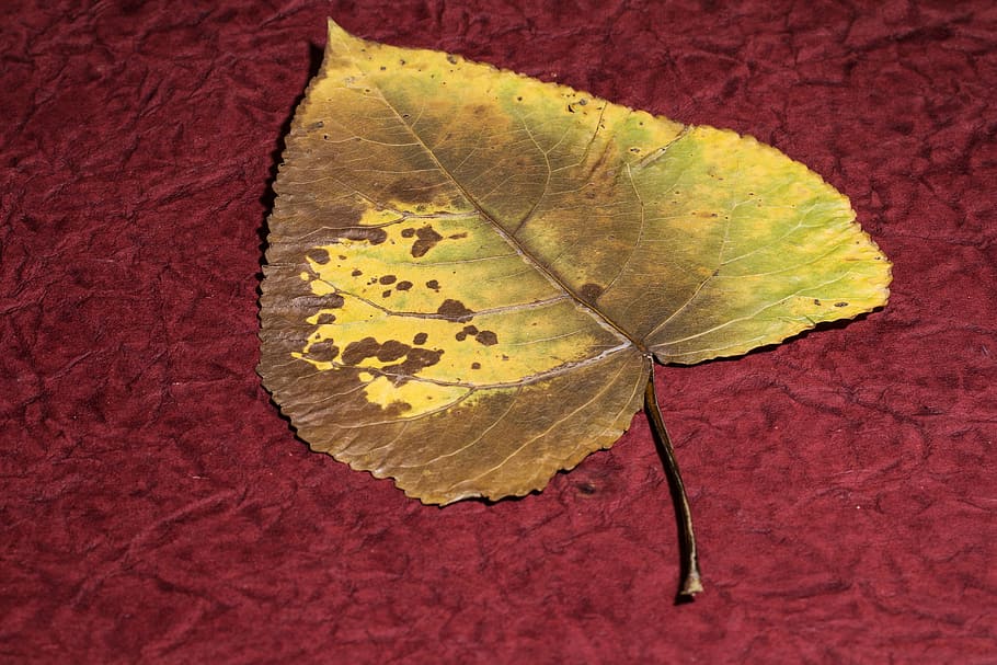 leaf, dry leaf, poplar, poplar leaf, plant part, autumn, change HD wallpaper