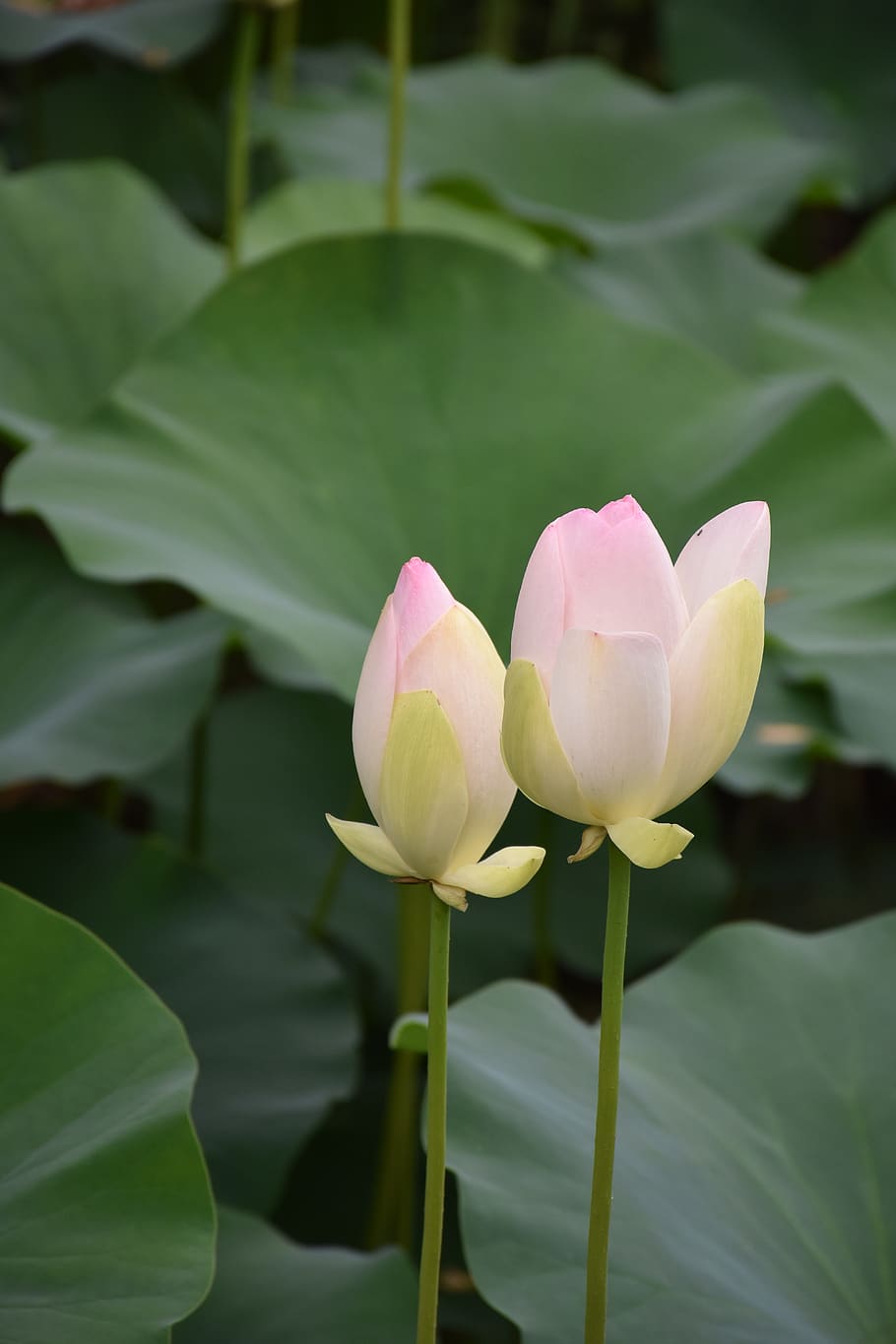 lotus, summer, flower, flowering plant, vulnerability, fragility HD wallpaper