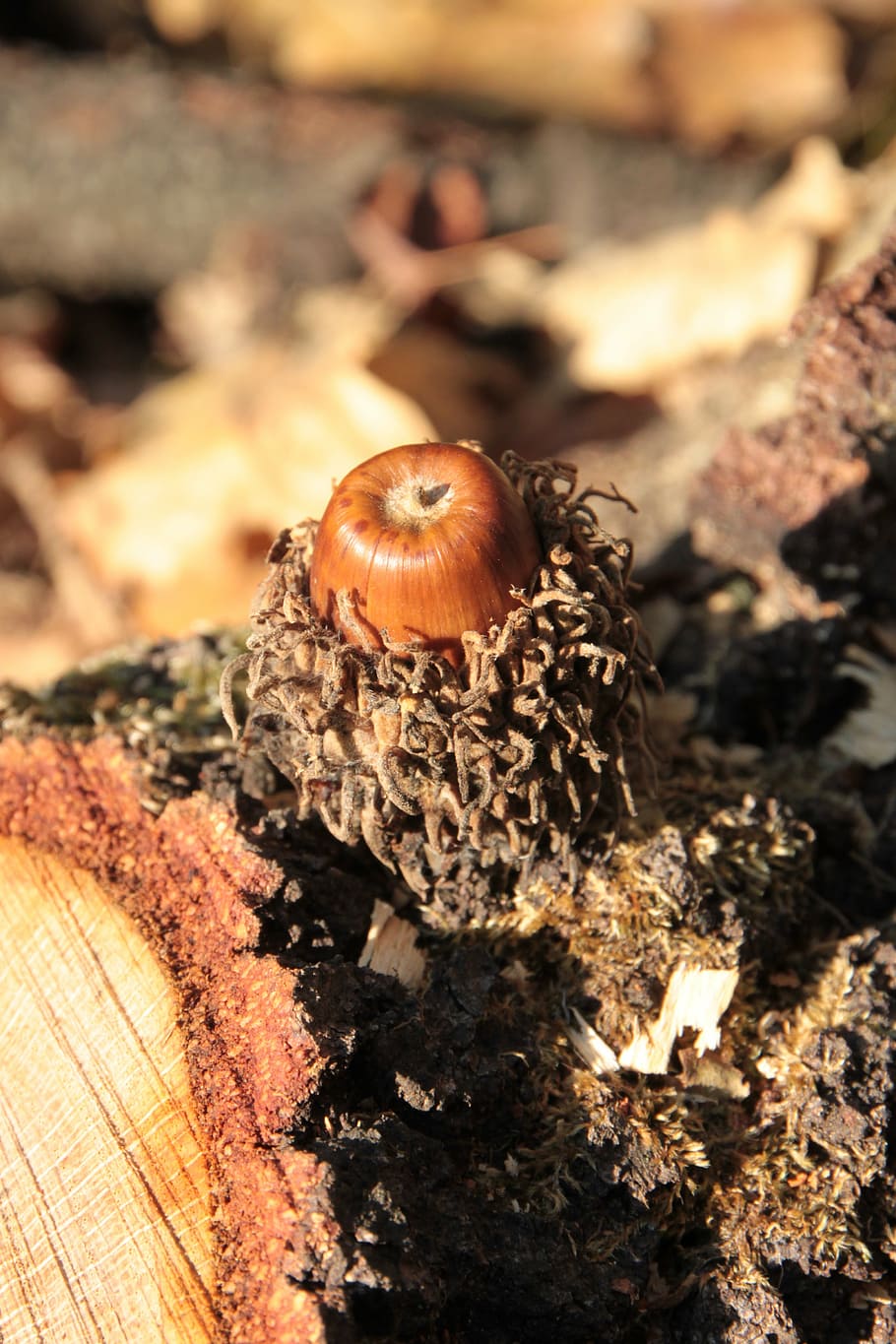 acorns, fall, nut, oak, trees, woods, nature, close-up, wood - material HD wallpaper