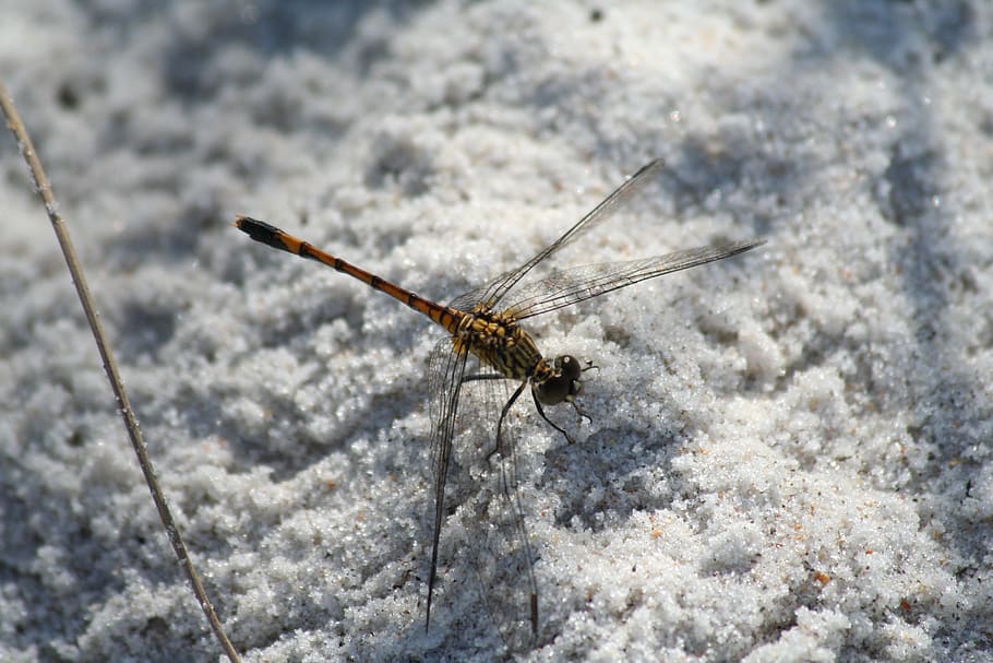 Dragonfly, Insect, Macro, Snow, Winter, nature, one animal HD wallpaper