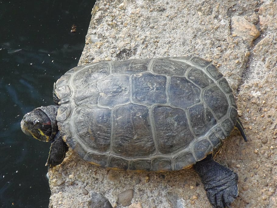 turtle, animals, amphibians, animal wildlife, reptile, animal themes HD wallpaper