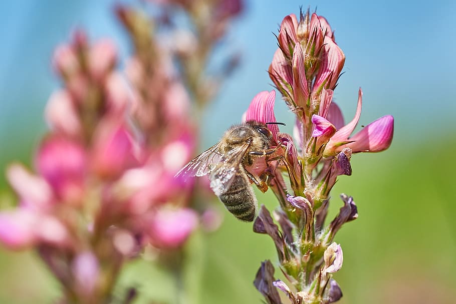 Bee, Flower, Field, Insect, summer, blossom, bloom, macro, pollen HD wallpaper