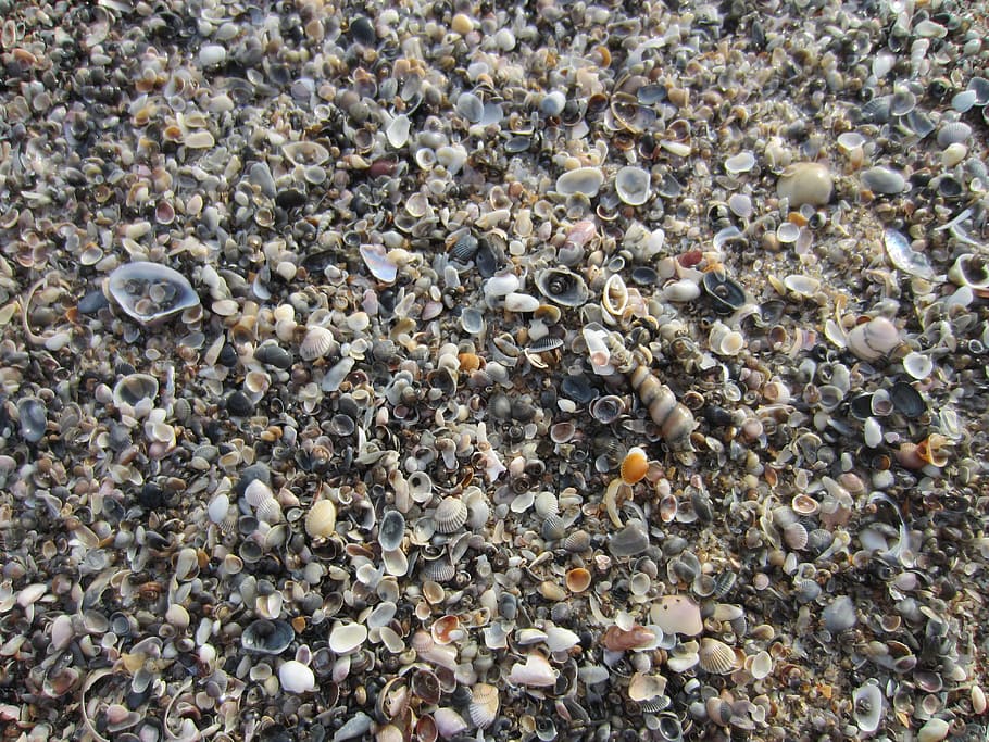 Shells, Sea, Crustaceans, backgrounds, full frame, no people HD wallpaper