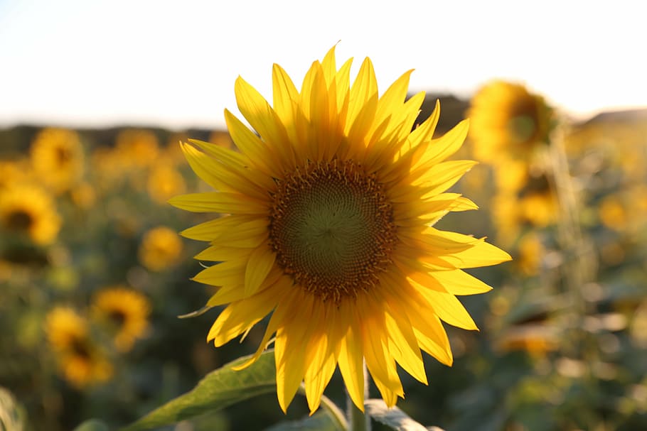 sunflower, provence, light, yellow, flowering plant, freshness HD wallpaper