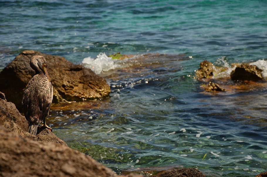 pelican, sea, water, pelecanus, travel, nature, summer, rock, HD wallpaper