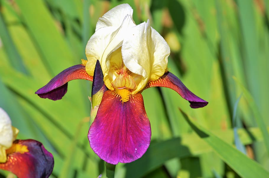macro shot photography of purple and white orchids, iris, flower HD wallpaper