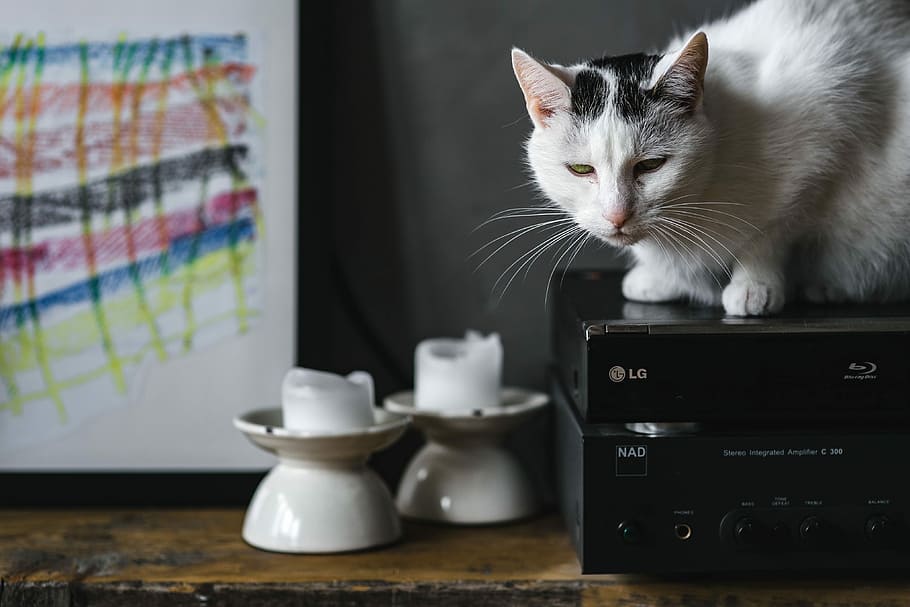 Cat Portrait, pet, animal, domestic Cat, pets, technology, computer HD wallpaper