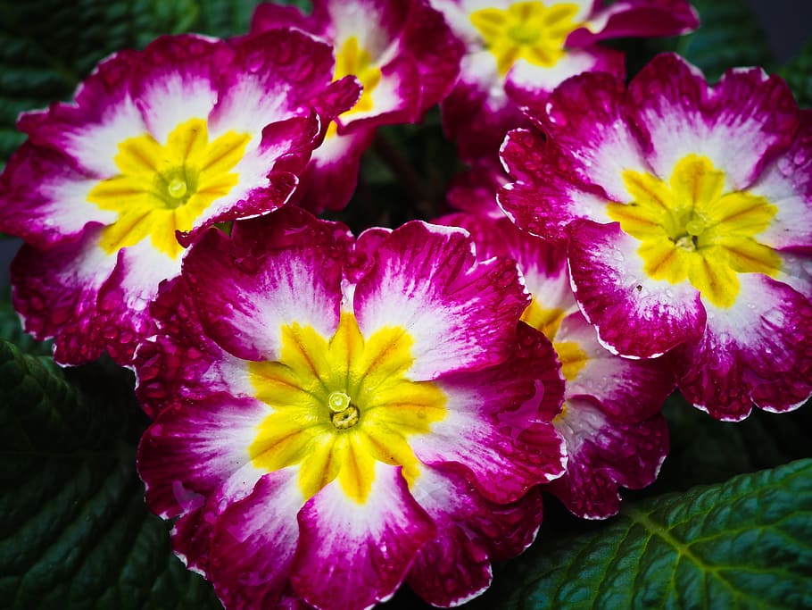 flowers, bloom, spring, nature, blossom, red, pink, plant, close HD wallpaper