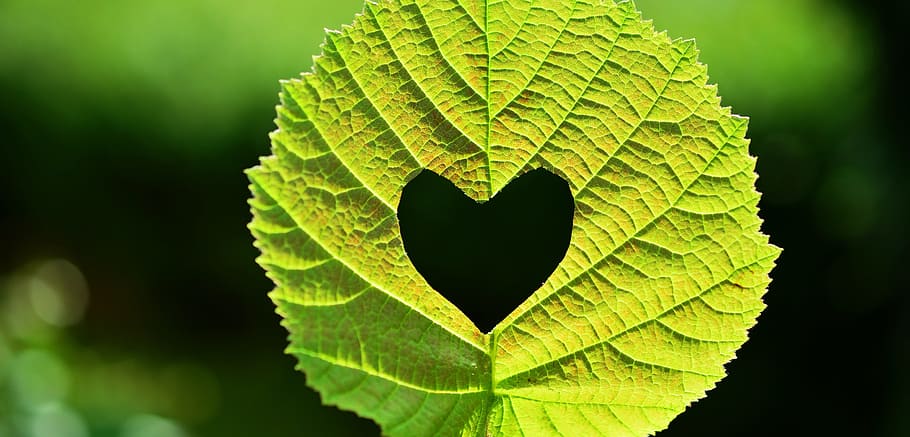 shallow focus of green leaf plant, heart, edited, photo, back light HD wallpaper