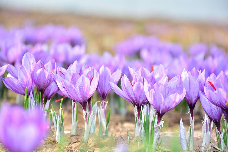 purple flowers, closeup photo of purple petaled flowers, crocus HD wallpaper