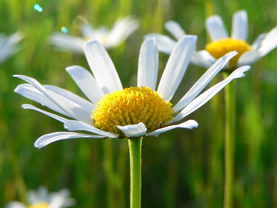 daisy, flower, nature, spring, flowering, macro, flowering plant HD wallpaper