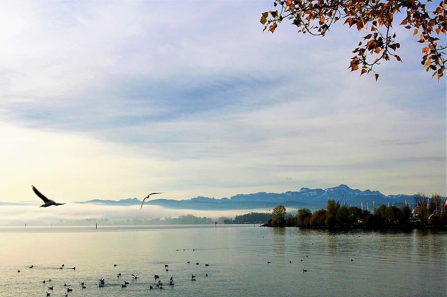 two birds flying over water, the seagulls, lake, monolithic part of the waters, HD wallpaper