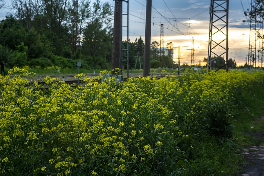 Evening, Sunset, Railway, Gatchina, manual lens, tree, growth HD wallpaper