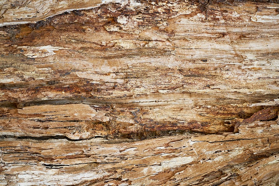 brown wood surface, abstract, texture, tree, macro, pattern HD wallpaper