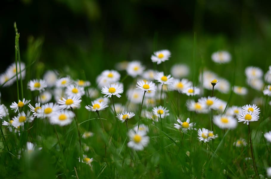 daisy flower bed during daytime, nature, tulips, spring, macro HD wallpaper
