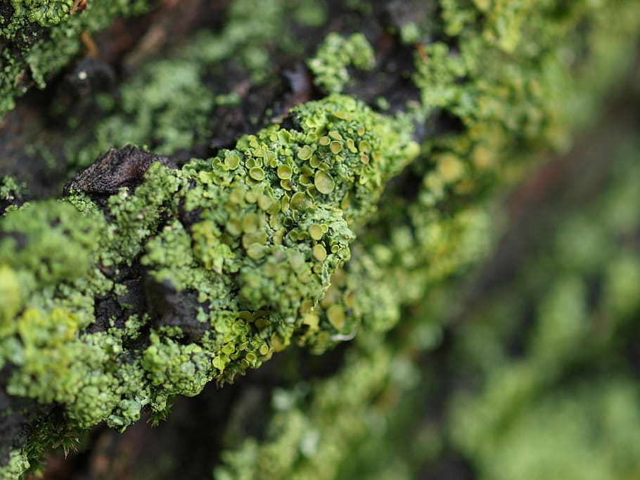 fungus, moss, green, forest, macro, organic, green color, food and drink HD wallpaper