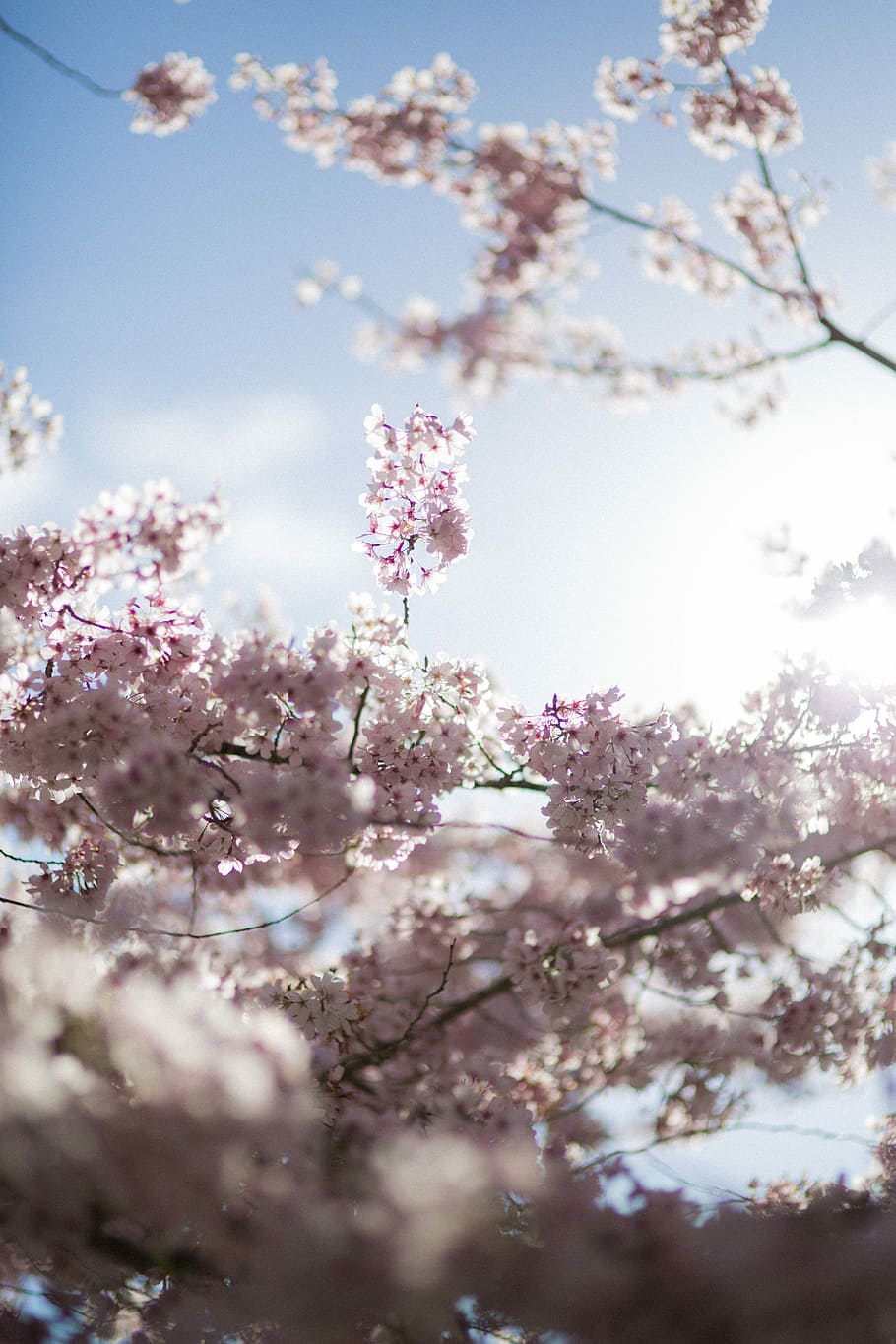 selective focus photography of white cherry blossom flowers, selective focus photography of cherry blossom HD wallpaper