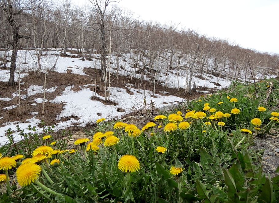 spring, dandelions, slope, flowers, primroses, snow, thawed patches HD wallpaper