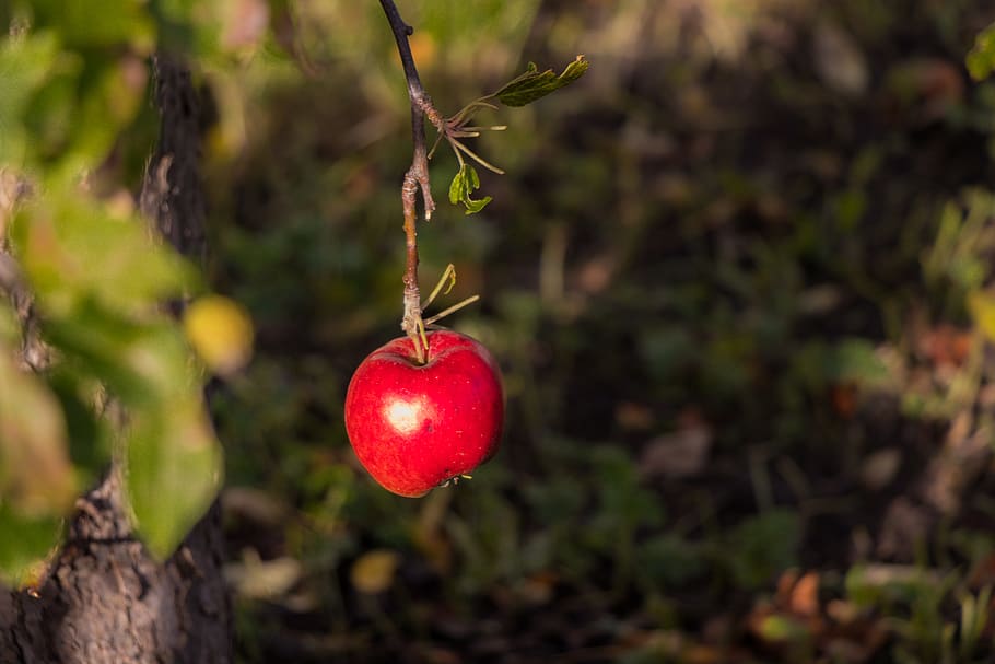 apple, fruit, apples, tree, green apple, eating, health, green food HD wallpaper