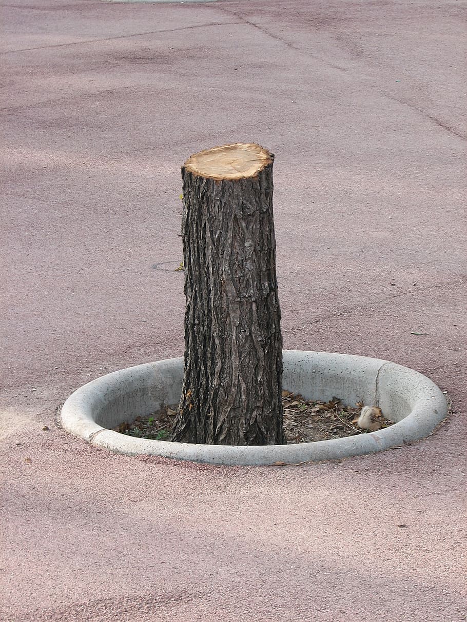 sawed off, road, tree stump, no people, day, tree trunk, plant HD wallpaper