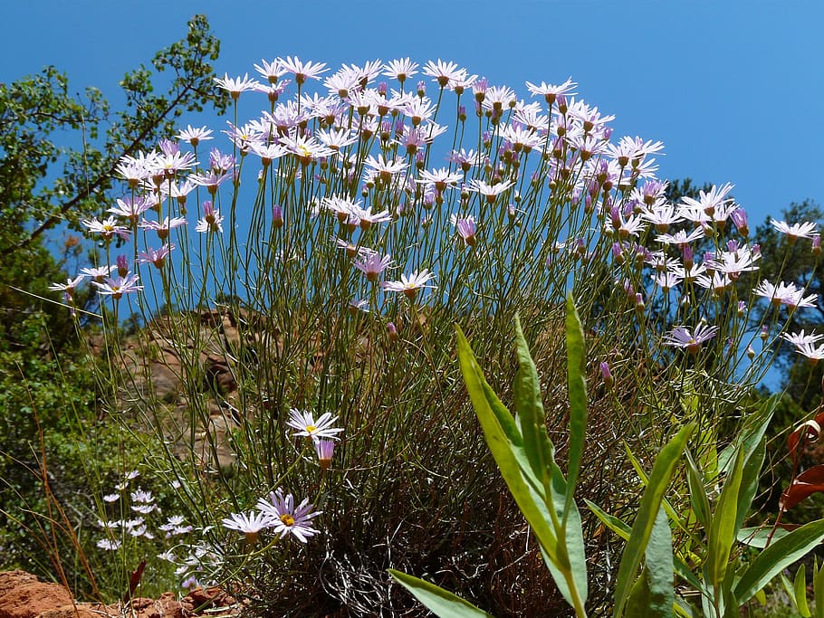 margarithe, blossom, bloom, flower, plant, flora, white, growth HD wallpaper