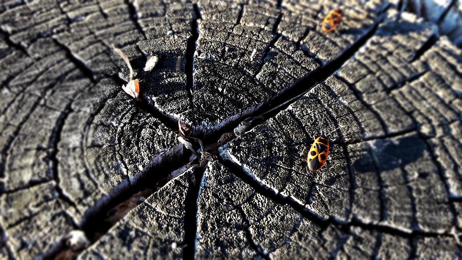 trunk, tree, beetle, nature, wood, texture, próchniejący stock HD wallpaper
