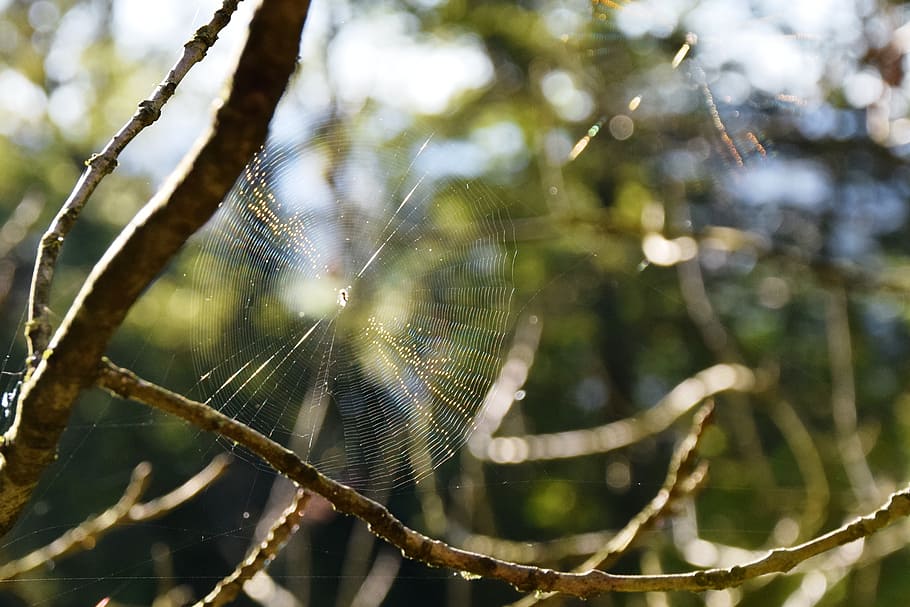 cobweb, autumn, spider, back light, animals, arachnid, nature HD wallpaper