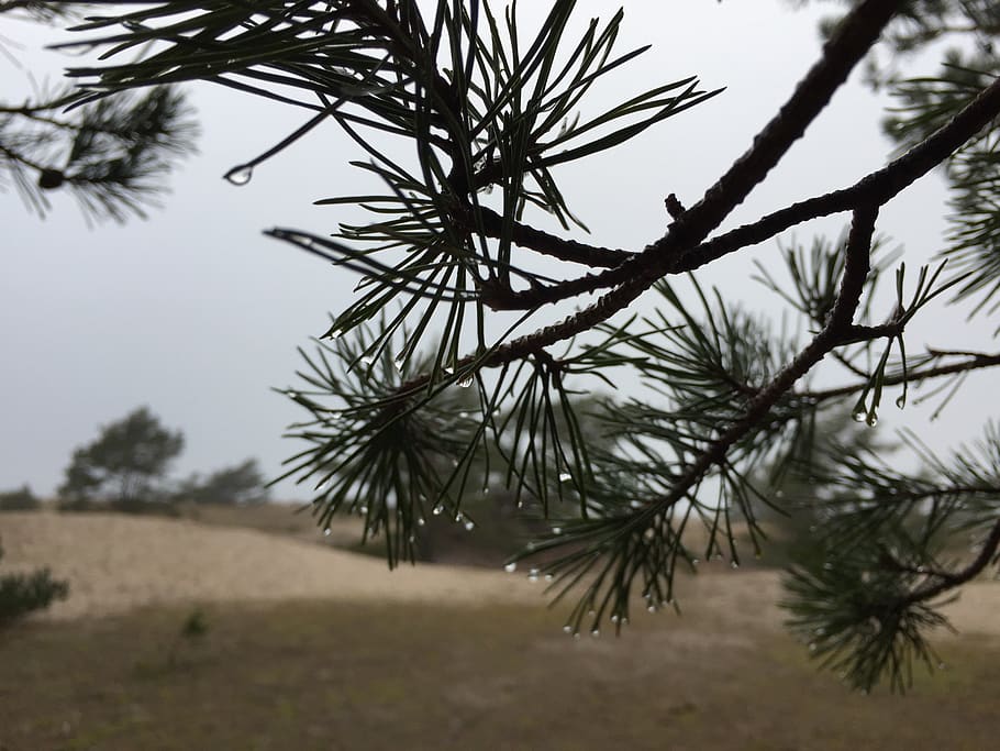pine, branch, conifers, barr, tree, plant, growth, sky, tranquility HD wallpaper