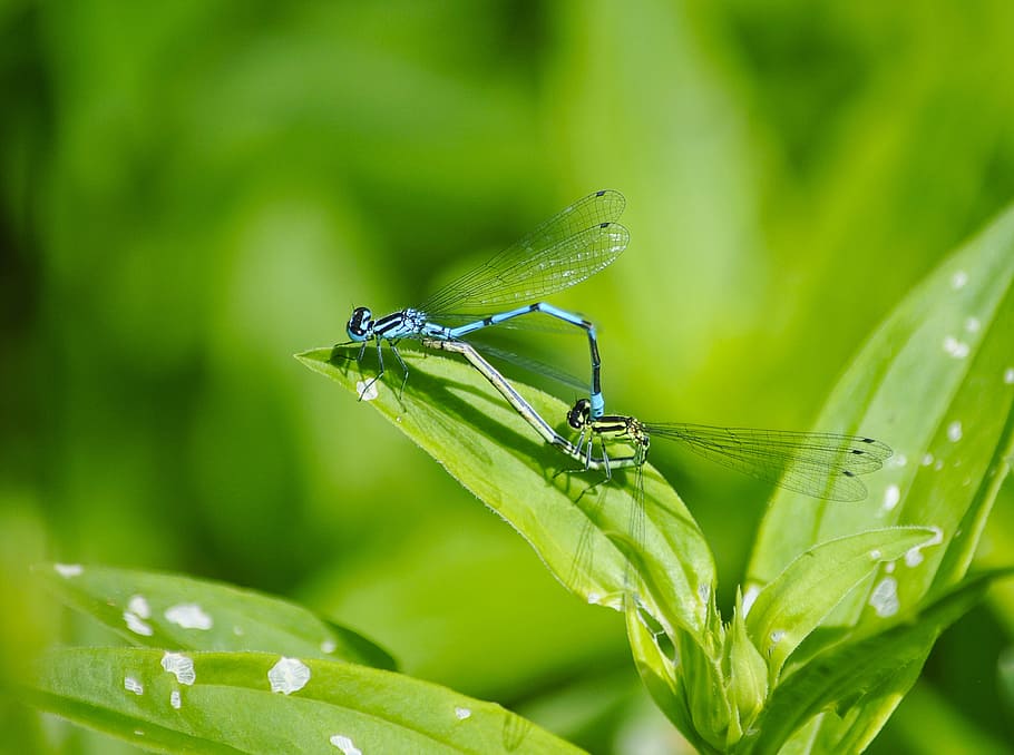 nature, macro, insects, dragonflies, plant part, green color HD wallpaper