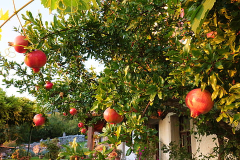 garnet, pomegranate, tree, fruit, garden, leaf, nature, plant HD wallpaper